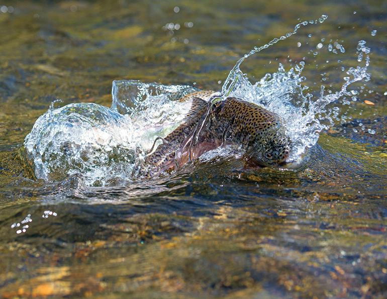 Photo by Jim Klug catch and release, Montana trout fishing