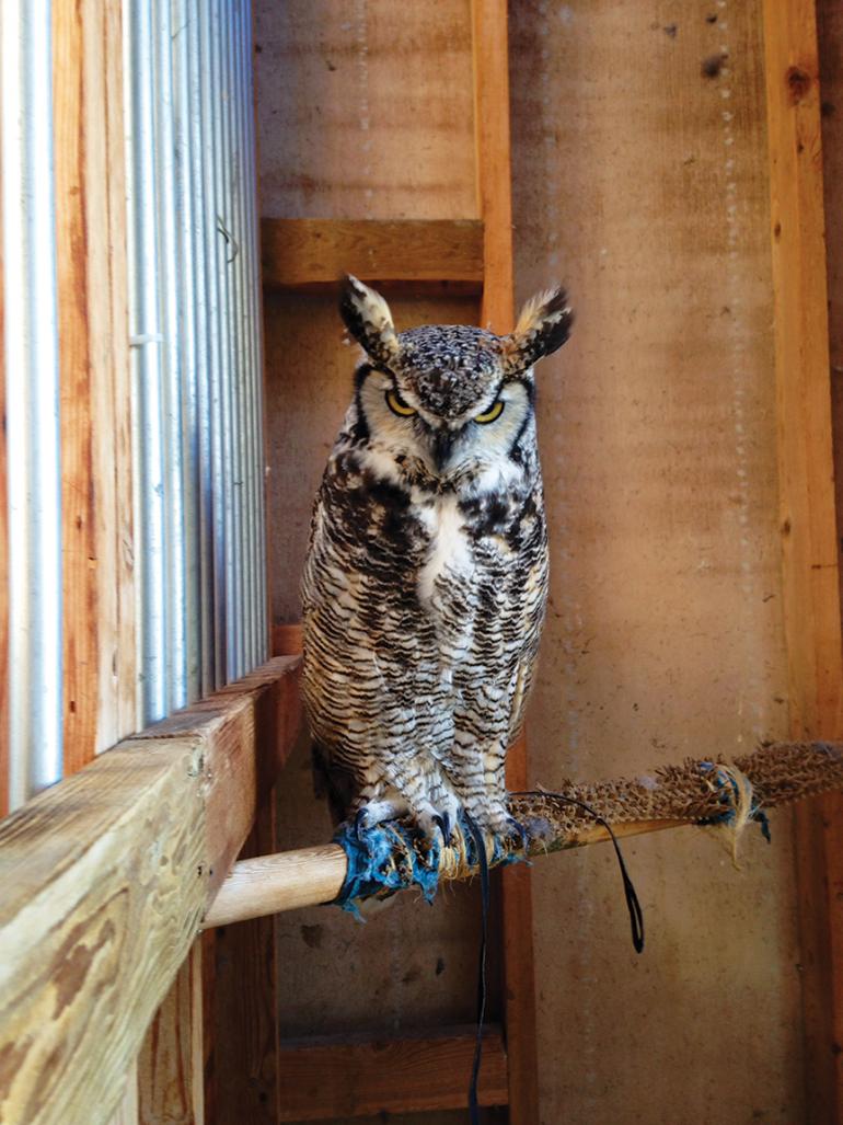 Great Horned Owl, Montana Raptor Conservation Center, Outside Bozeman
