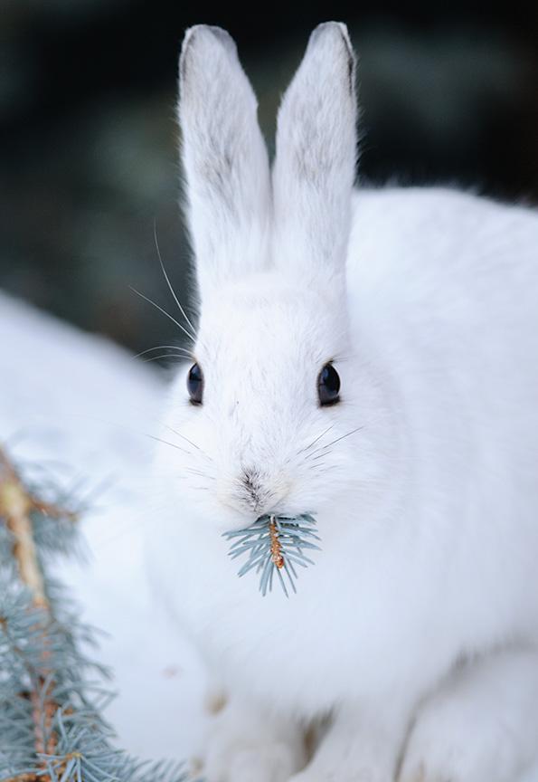 Photo by Mike Haring Snowshoe Hare, Montana