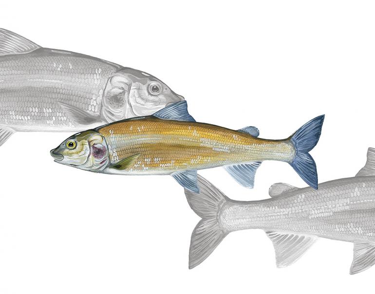 whitefish fish species sustainability drawing illustration 