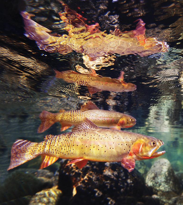 Photo by Pat Clayton Yellowstone National Park, Fisheries Management