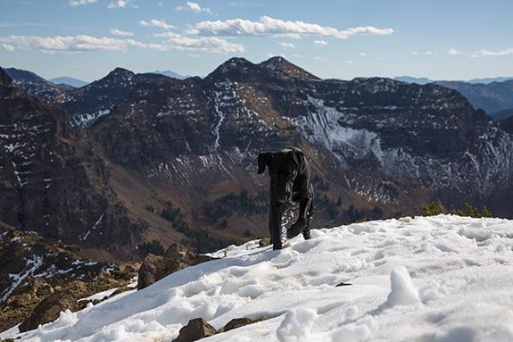 Photo by Simon Peterson pets, protecting your pet