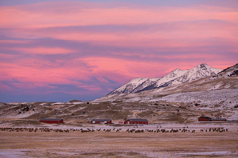 Photo by Simon Peterson Elk Winter Range, Paradise Valley
