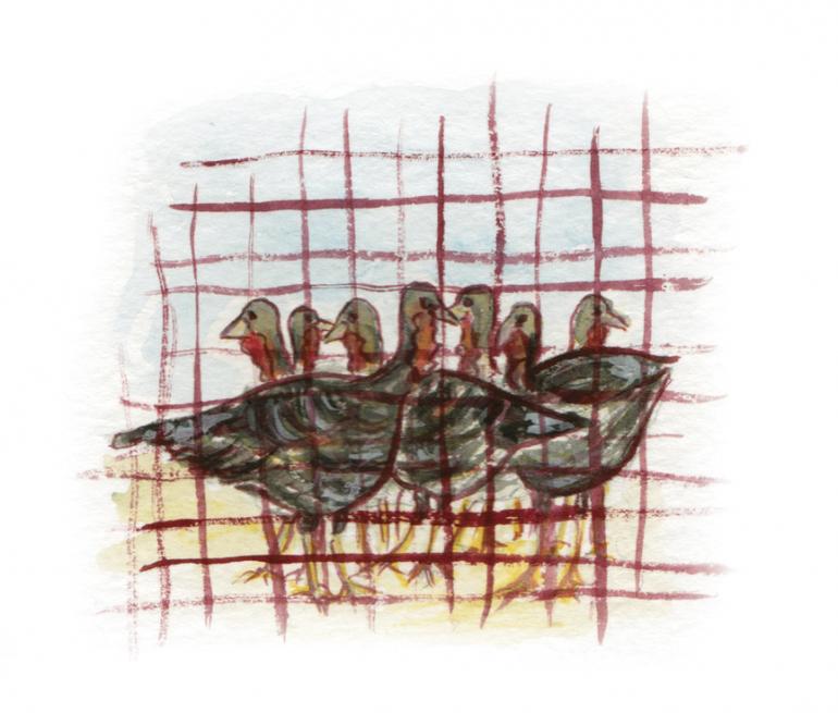 Illustrations by Angie Mangels