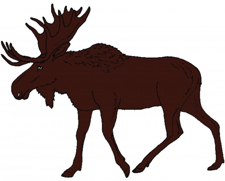 moose, montana wildlife, wildlife safety