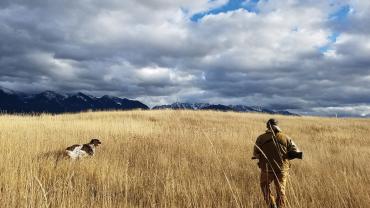 Bird Hunting, Hunting Dogs, Bozeman, Montana