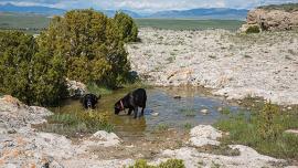 Dogs, Dehydration, Overheating, Bozeman, Montana