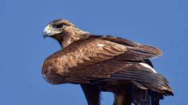 Golden Eagle, Bald Eagle, Montana, Raptors