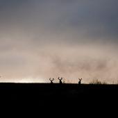 photo by Murray Feist mule deer bucks