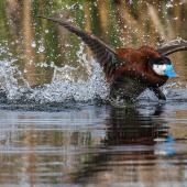 photo by Carol Polich ruddy duck rut photographing