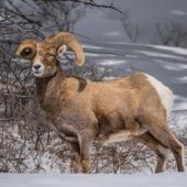 photo by Nathan Norby snailhorn bighorn sheep quake lake taylor hilgard