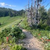 photo by Annie Linderson Chestnut Mountain Trail