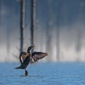 Photo by Carol Polich Quake lake cormorant