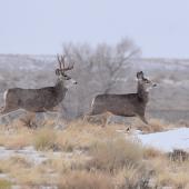 Photo courtesy USFWS Mule deer buck chasing doe