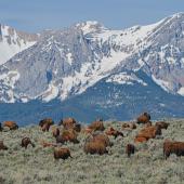 Photo courtesy North Bridger Bison Bison in field