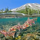 Photo by Pat Clayton Golden Trout in Mountain Lake