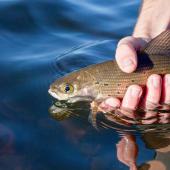 Photo by Ryan Koch Releasing a Montana arctic grayling back to the depths