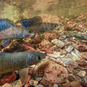 photo courtesy USFWS Montana Fluvial Arctic Grayling