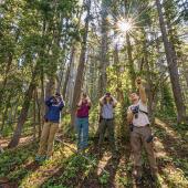 Photo by NPS Monitoring whitebark pine