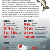 Infographic by Macy Bell Understanding Cutthroat Trout Populations