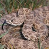 Photo by Linda Kelly rattler, rattlesnake, bitten, bite