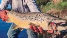 Brown trout streamer fishing