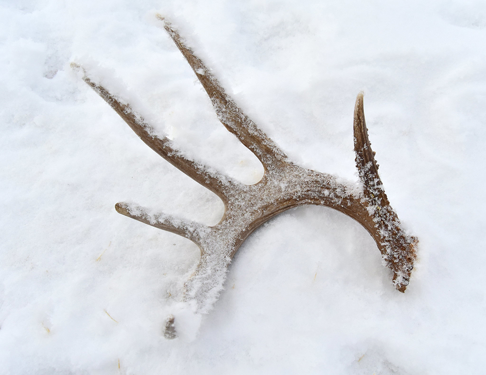 Photo courtesy USFWS shed hunting, hit list, outside bozeman