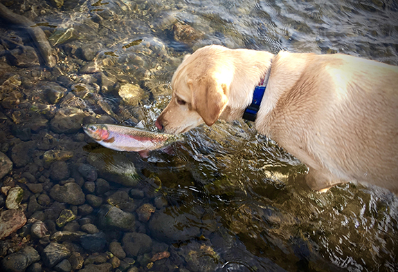 Photo by David Tucker Mill Creek, Paradise Valley, Absaroka-Beartooth Wilderness