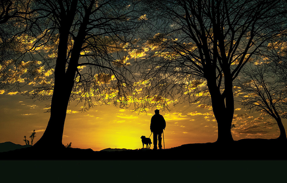 dog training sunset landscape