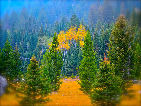 national forests, Montana, fall