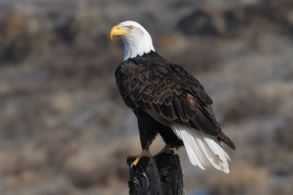 Photo by Ben Stolin Bald Eagle, Bozeman, Montana