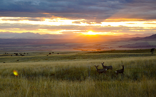 Photo by David Tucker Mule Deer, Bozeman, Montana
