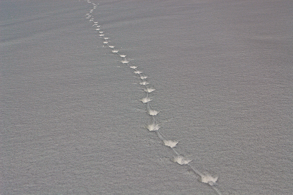 Photo by David Tucker Animal Tracks, Bozeman Wildlife, Montana