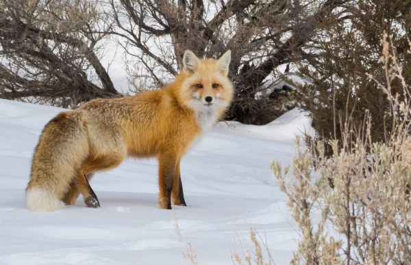 Photo by Jenny Golding Fox, Bozeman, Montana