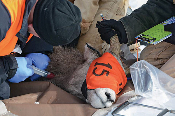 Photo by John Meyer Bighorn Sheep, Gravelly Mountains