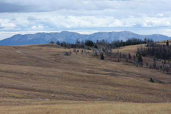 Bighorn Sheep, Gravelly Mountains
