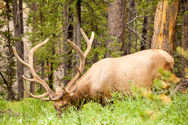 Photo by Ian Roderer Elk, Bozeman, Montana