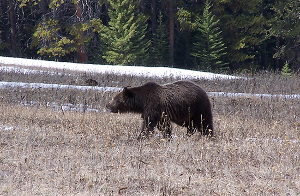 Grizzly Bear, Bozeman, Montana Grizzly Bear, Bozeman, Montana