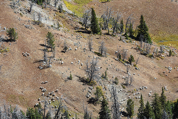 Photo by John Meyer Bighorn Sheep, Gravelly Mountains