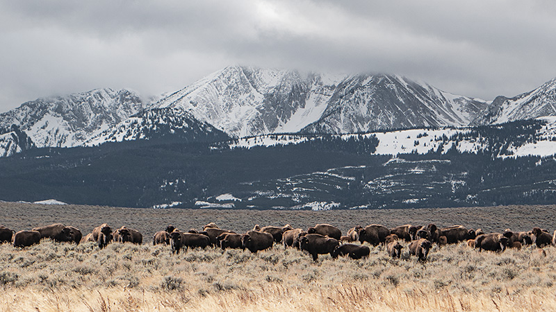 Photo by Zach Altman bison, ranching