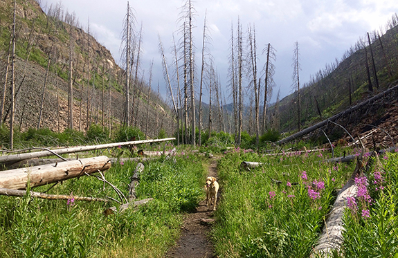 Photo by Pico Alt Passage Falls, Absaroka-Beartooth Wilderness
