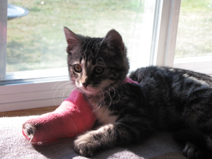 Rivers was found with buckshot in two of her legs. She was adopted and is doing very well in her new home.