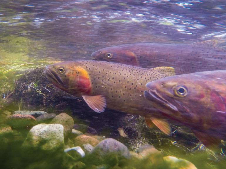 Cutthroat trout in river