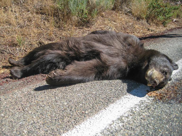 Dead bear on road