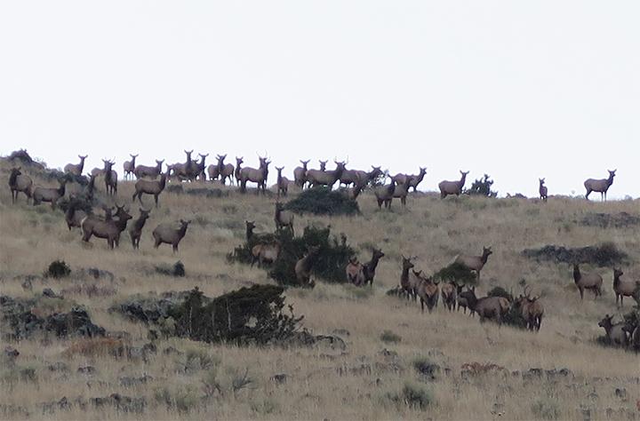 2019 Montana State Legislature, Montana Wlidlife, Elk