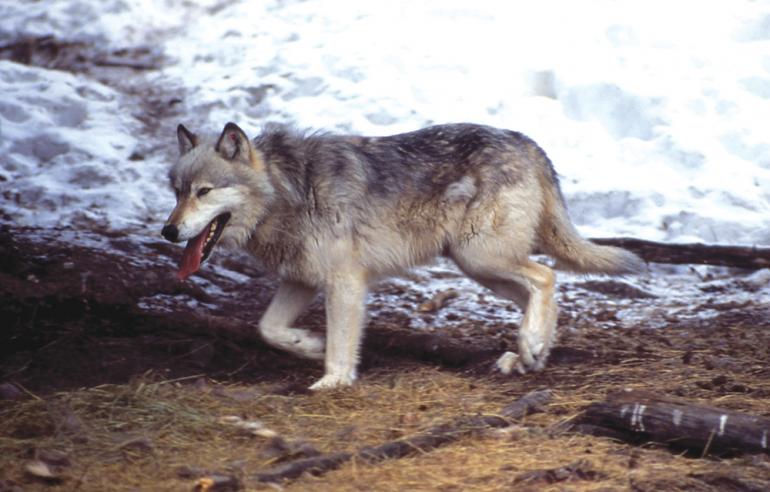 Wolves, animals, Yellowstone