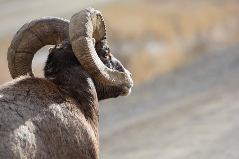 Photo by John Meyer Montana Bighorn Sheep, Gravelly Mountains