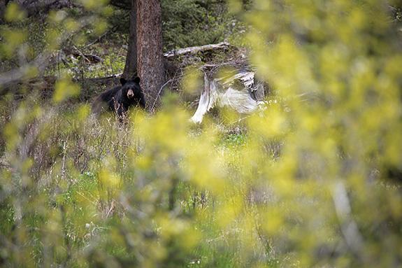 Black  Bear, Montana