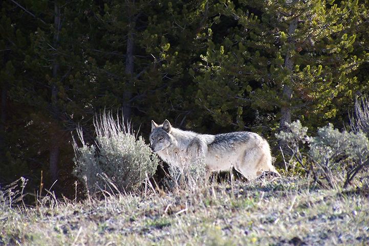 Yellowstone Wolf Genealogy