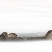 Otters in blizzard